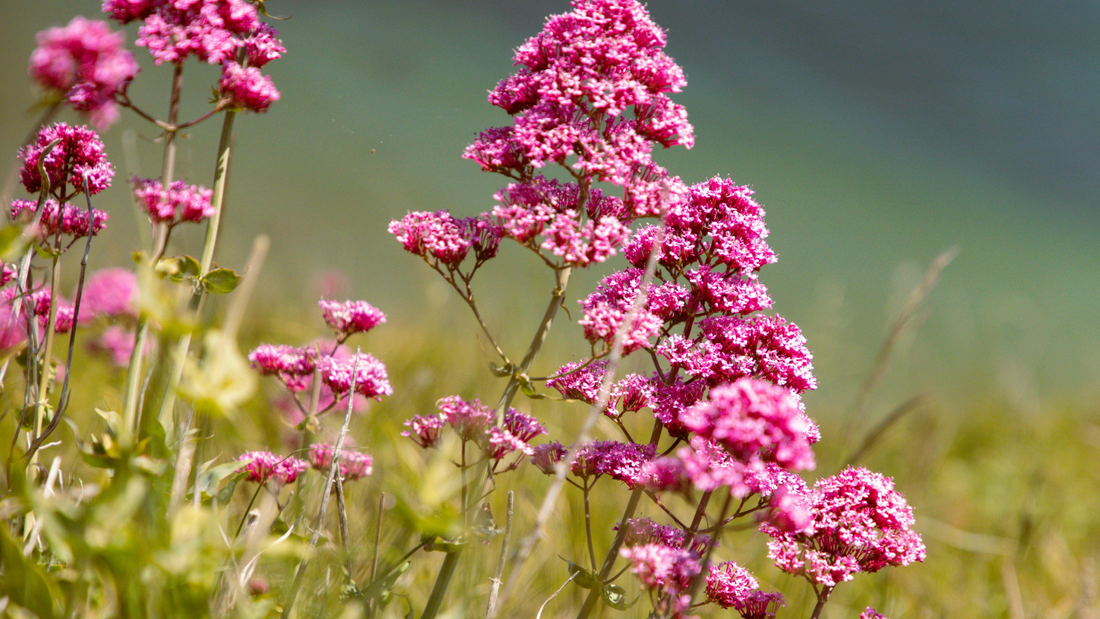 Top 5 Somnifere Naturale Puternice fără Rețetă: Ce să alegi pentru efect rapid?