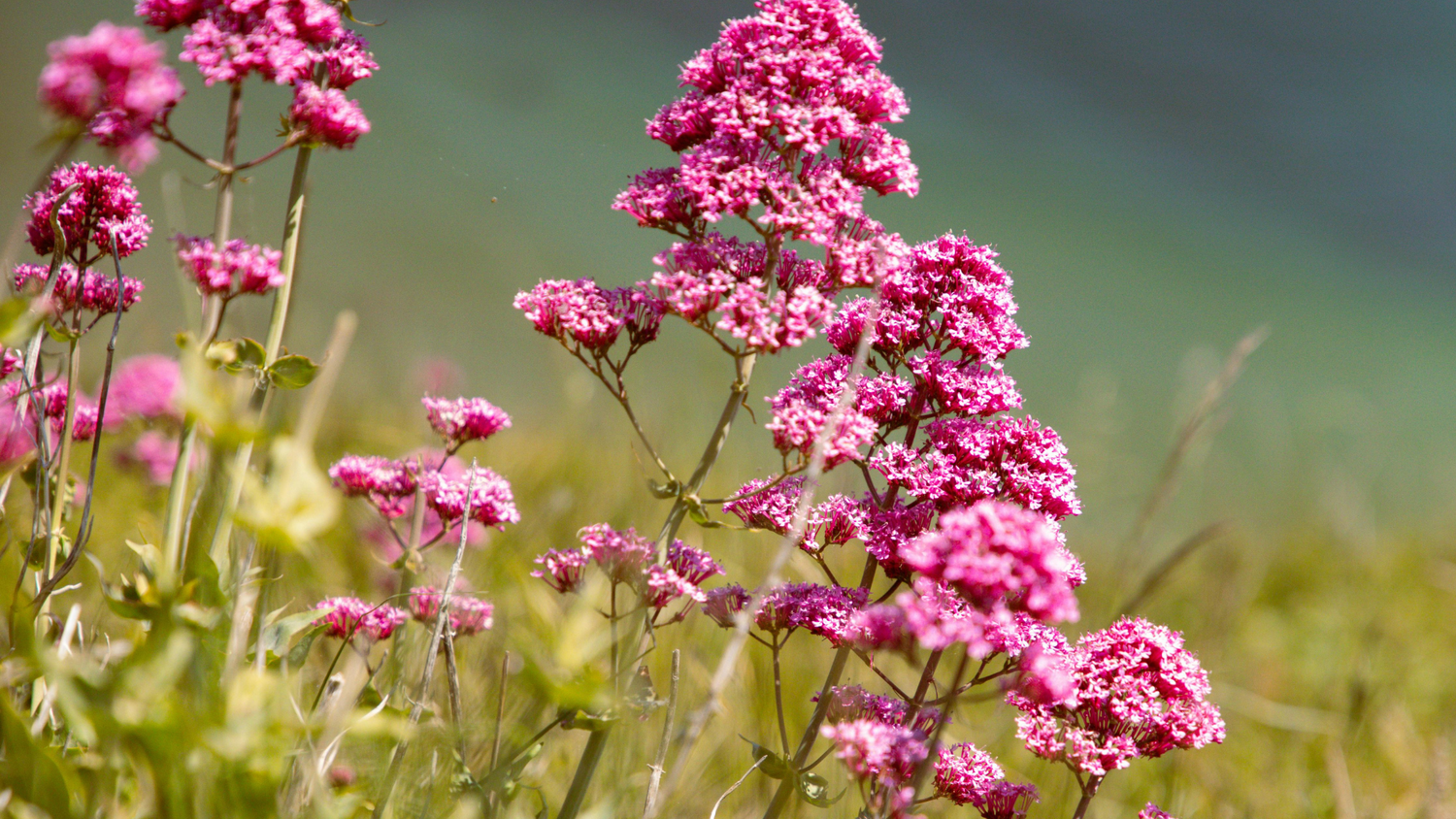 Top 5 Somnifere Naturale Puternice fără Rețetă: Ce să alegi pentru efect rapid?